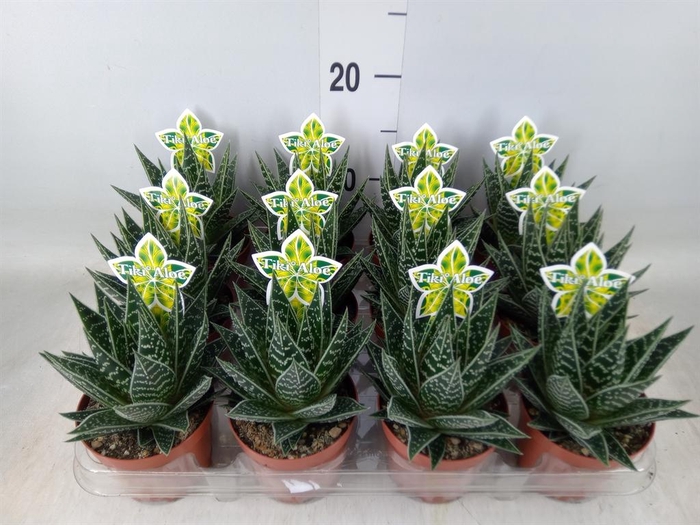 <h4>Aloe aristata 'Tiki Tahi'</h4>