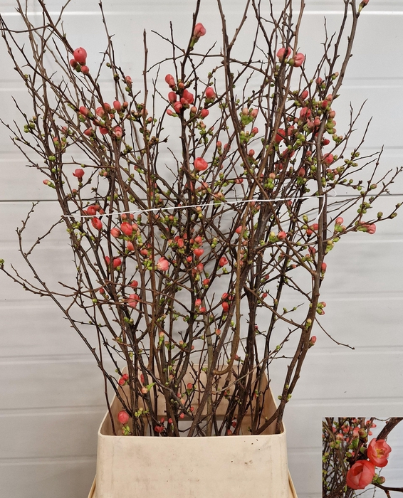 <h4>CHAENOMELES JAPONICA</h4>