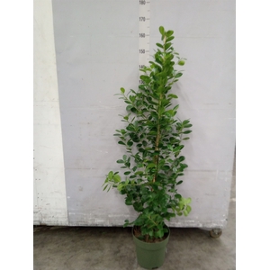 Ficus microcarpa 'Moclame'