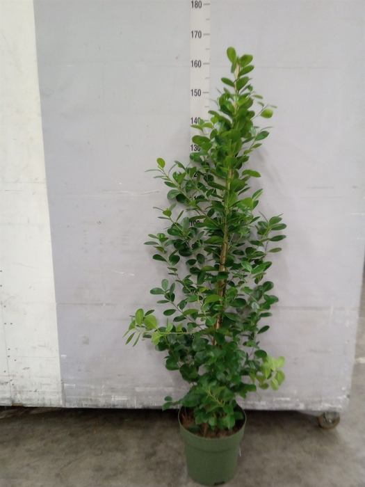 <h4>Ficus microcarpa 'Moclame'</h4>