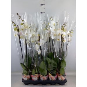 Phalaenopsis   ...white