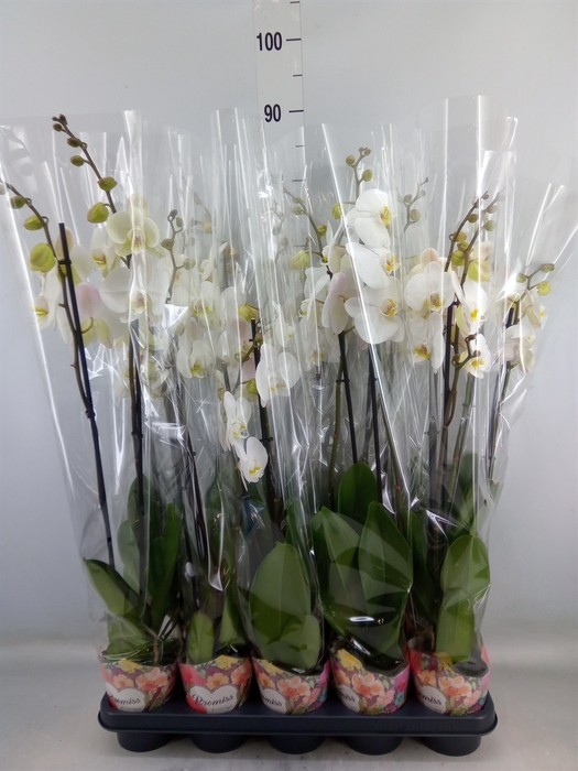 <h4>Phalaenopsis   ...white</h4>