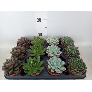 Echeveria   ...mix
