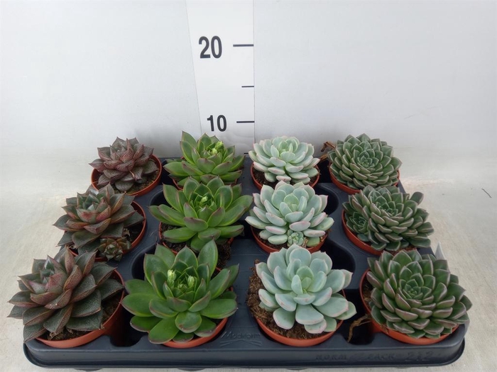 <h4>Echeveria ...mix</h4>