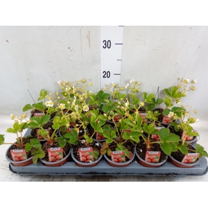 Fragaria   ...
