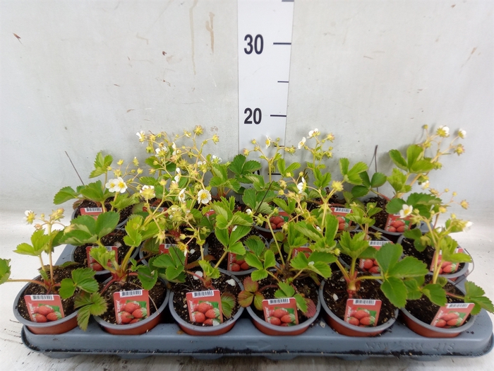 <h4>Fragaria   ...</h4>
