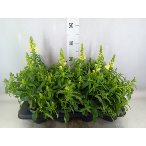 Antirrhinum majus   ...