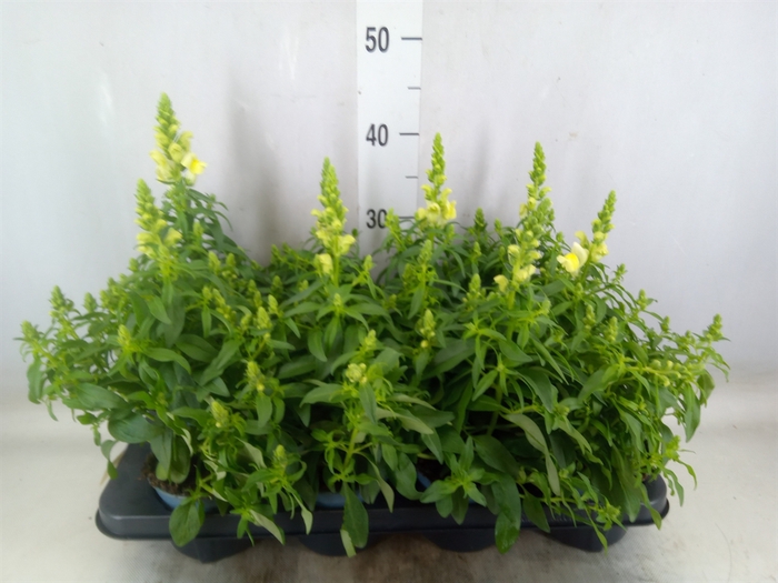 <h4>Antirrhinum majus   ...</h4>