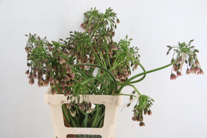 <h4>NECT SICULUM BULGAR</h4>