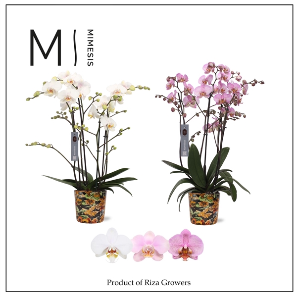 <h4>Mimesis Phal. Marvellous Mix - 50+ flowers 17cm in Jess Blue ceramic</h4>