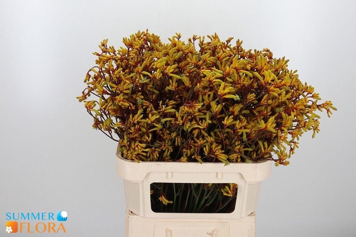 <h4>ANIGOZ GOLD FEVER</h4>