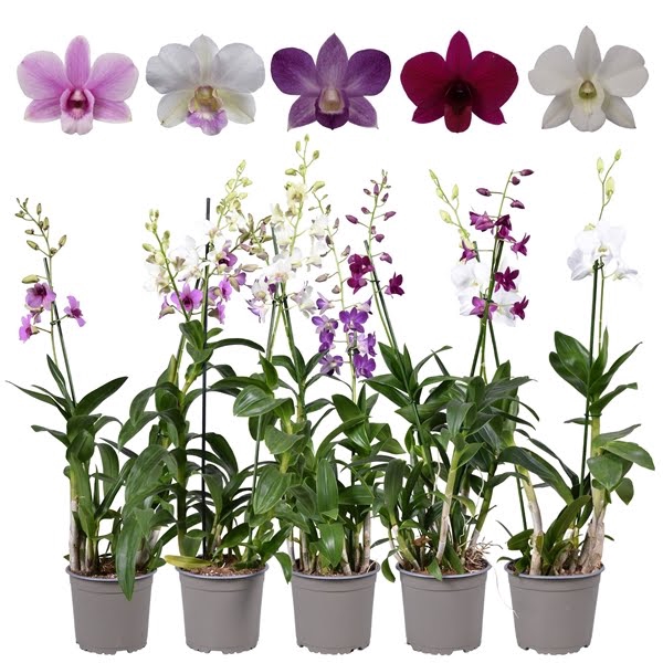 <h4>Dendrobium toef 2 tak 17 cm pot</h4>