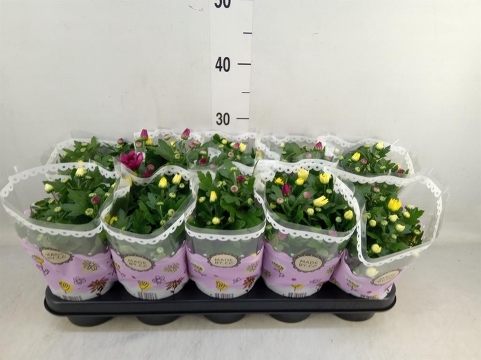 <h4>Chrysanthemum ..mix/pot</h4>