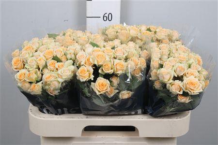 <h4>R Tr Trinity</h4>