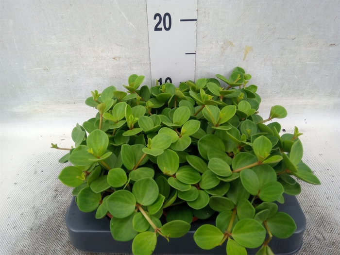 Peperomia tetraphylla 'Hope'