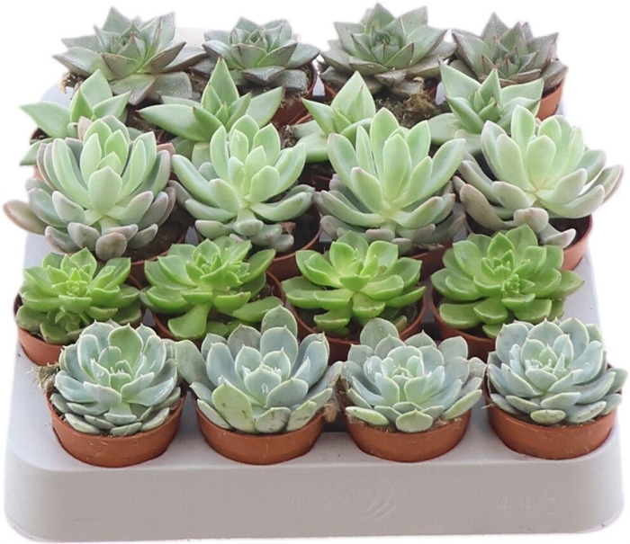 <h4>Echev Gemengd</h4>