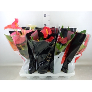 Anthurium   ...mix