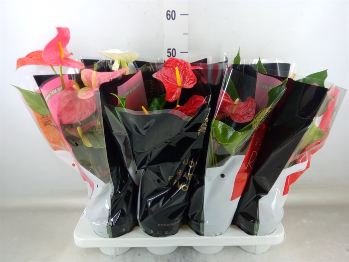 <h4>Anthurium   ...mix</h4>