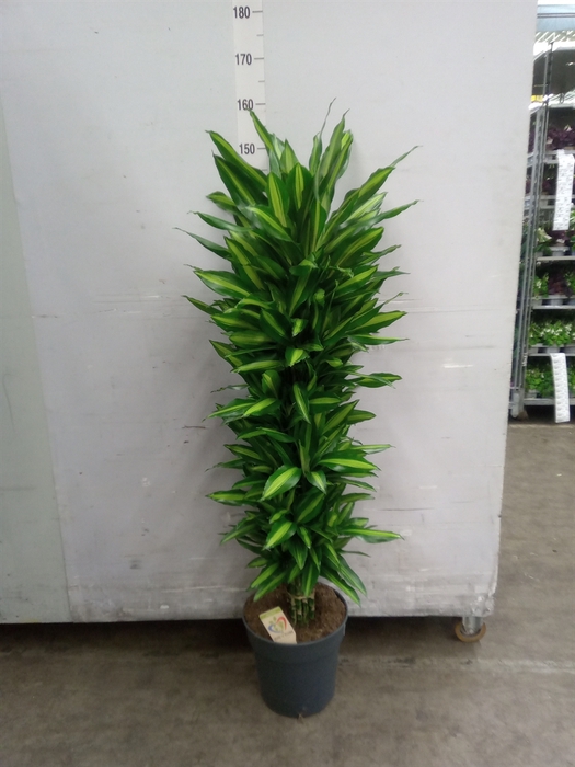 <h4>Dracaena frag. 'Cintho'</h4>