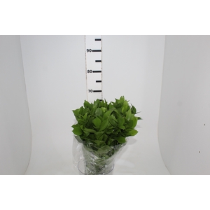 FOLHAGEM RUSCUS 060 CM
