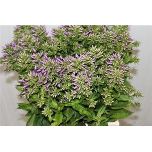Phlox P Blue Boy
