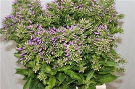 <h4>Phlox P Blue Boy</h4>