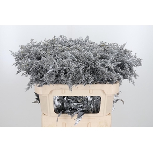 Solidago Kl Bh Zilver