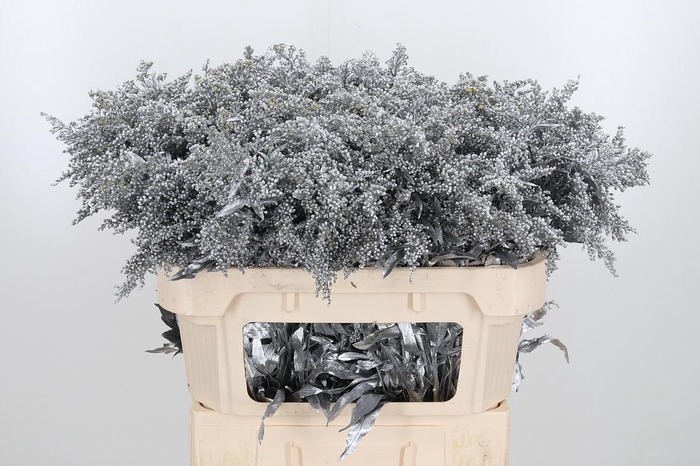 <h4>Solidago Kl Bh Zilver</h4>