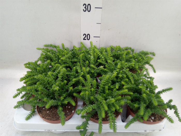 <h4>Crassula   ...</h4>