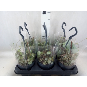 Ceropegia woodii ssp. woodii