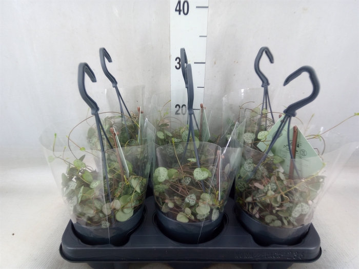 <h4>Ceropegia woodii ssp. woodii</h4>