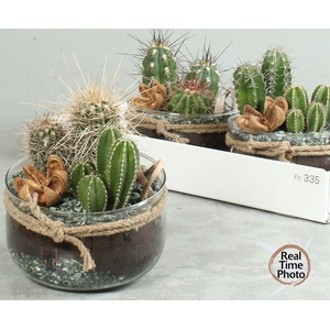 ARR CACTUS