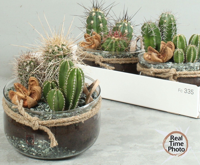 <h4>ARR CACTUS</h4>