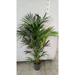 Howea forsteriana