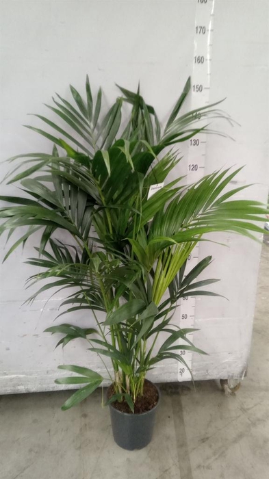 <h4>Howea forsteriana</h4>