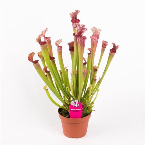 <h4>Sarracenia stevensii</h4>
