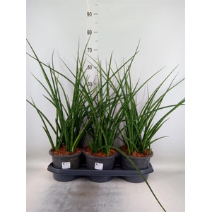 Sansevieria  'Fernwood'