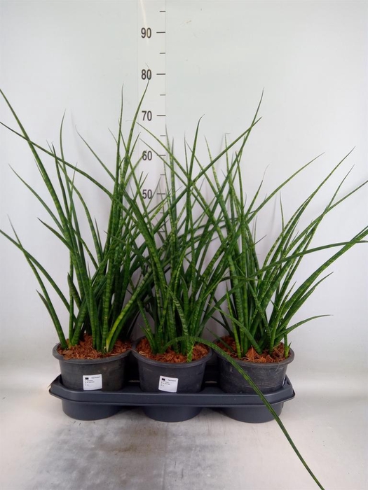 <h4>Sansevieria  'Fernwood'</h4>