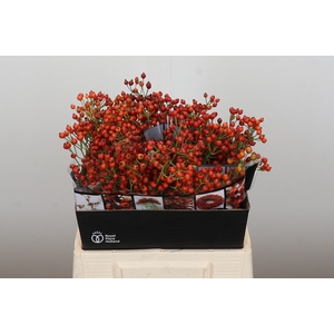 Rozenbottel Autumn Rosefruits