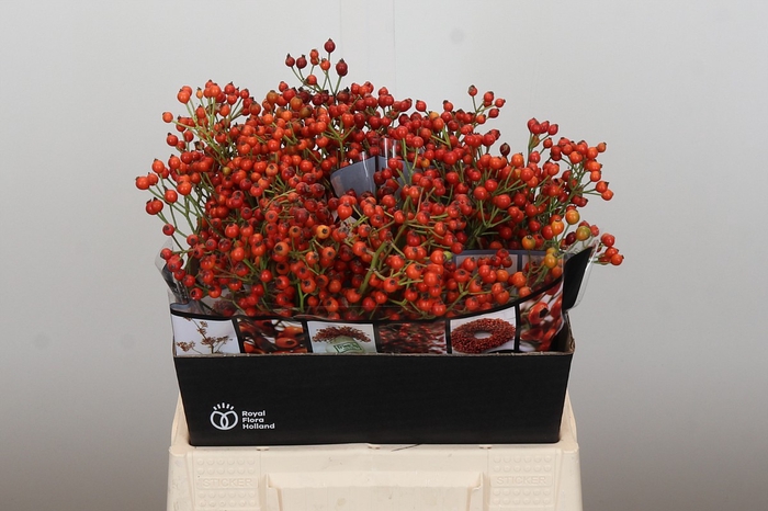Rozenbottel Autumn Rosefruits