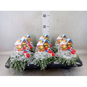 Soleirolia soleirolii   ...green