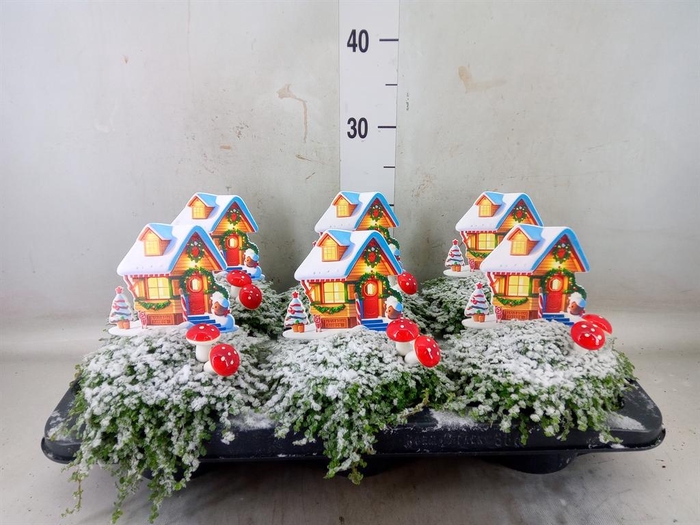 <h4>Soleirolia soleirolii ...green</h4>