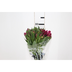 ALSTROEMERIA NAPOLI 080 CM