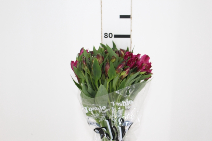 <h4>ALSTROEMERIA NAPOLI 080 CM</h4>