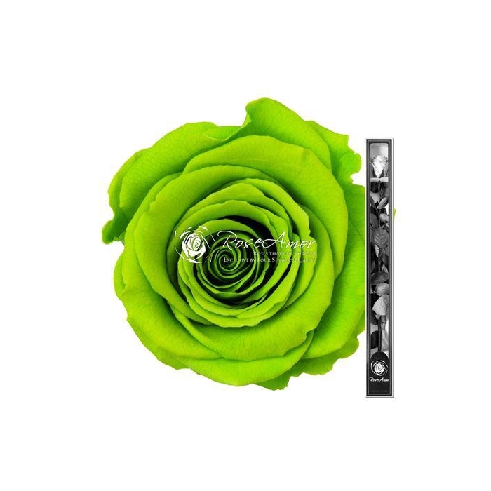 <h4>60cm Stem Gre05</h4>