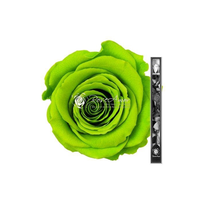 <h4>60cm Stem Gre05</h4>