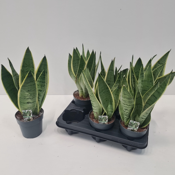 <h4>SANSEV TRIFASCIA OV</h4>