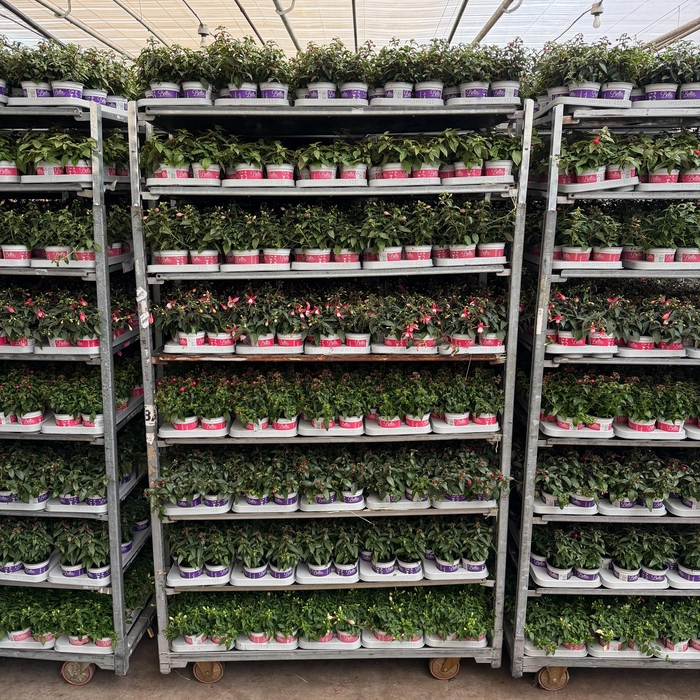 <h4>FUCHSIA B F MIXK</h4>