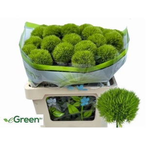 Di Barb Green Wicky 55cm