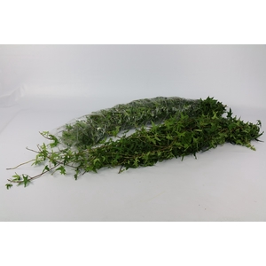 Hedera Rank Strings Green